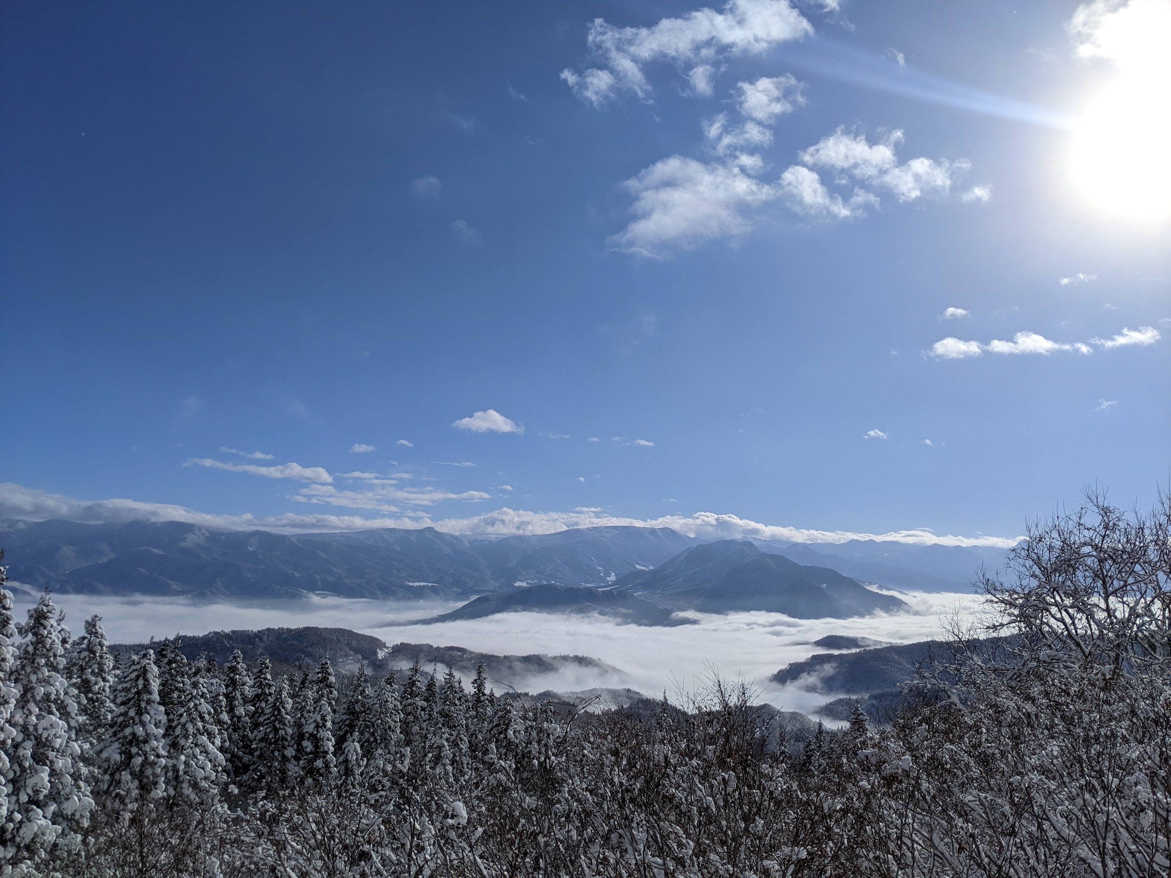 晴れた冬の日、山頂から見下ろす霧氷の木々と、谷を埋めつくす雲海